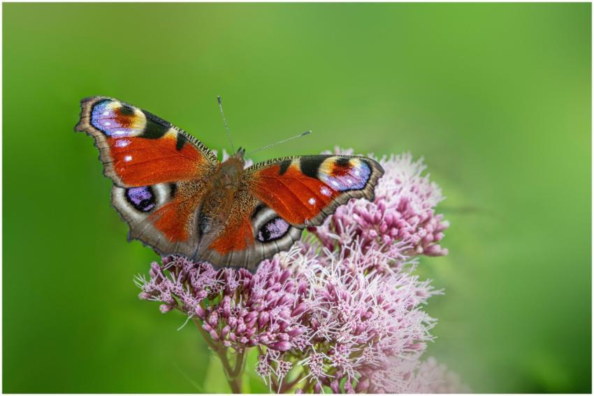 Close-up of a colorful peacock butterfly resting o