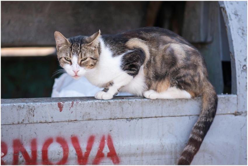 Close-up of a street cat lounging on a dumpster in
