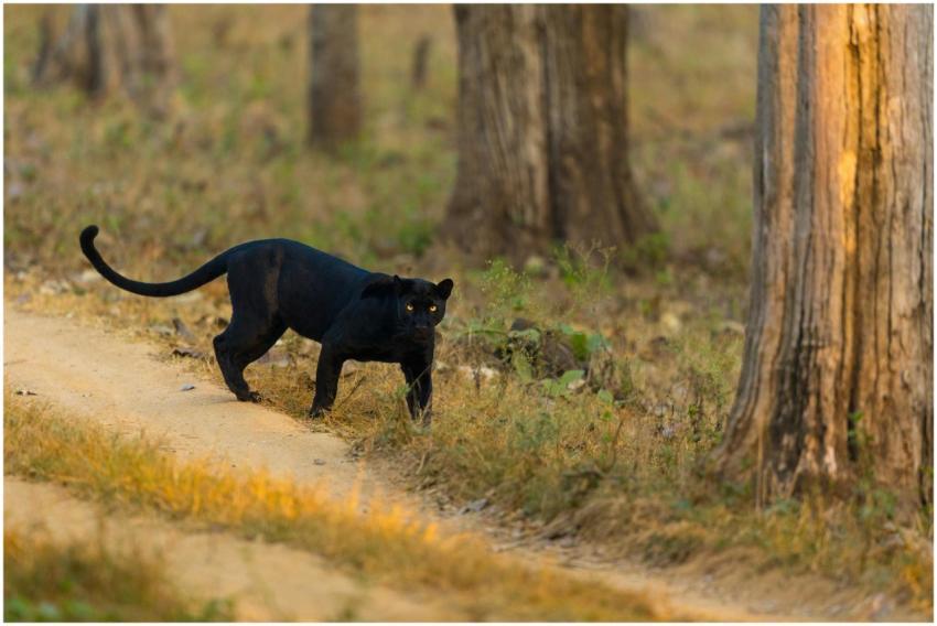 Black panther prowling through the vibrant forest