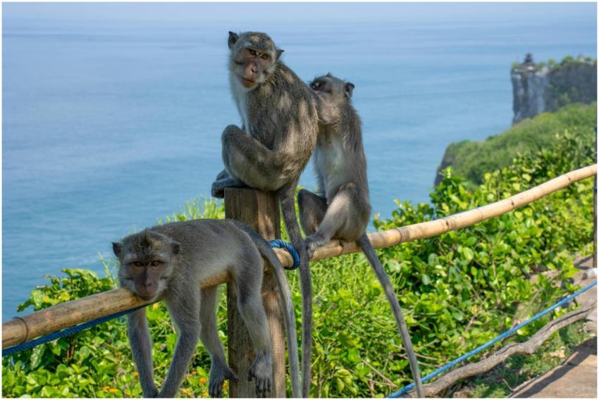 Balinese Macaques Overlooking Ocean