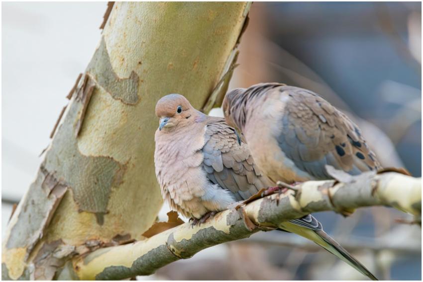 Free stock photo of cardinal, dove