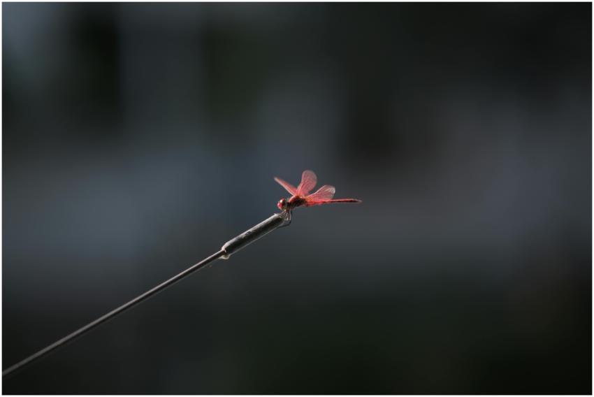 Vivid red dragonfly sitting on a metal wire with a