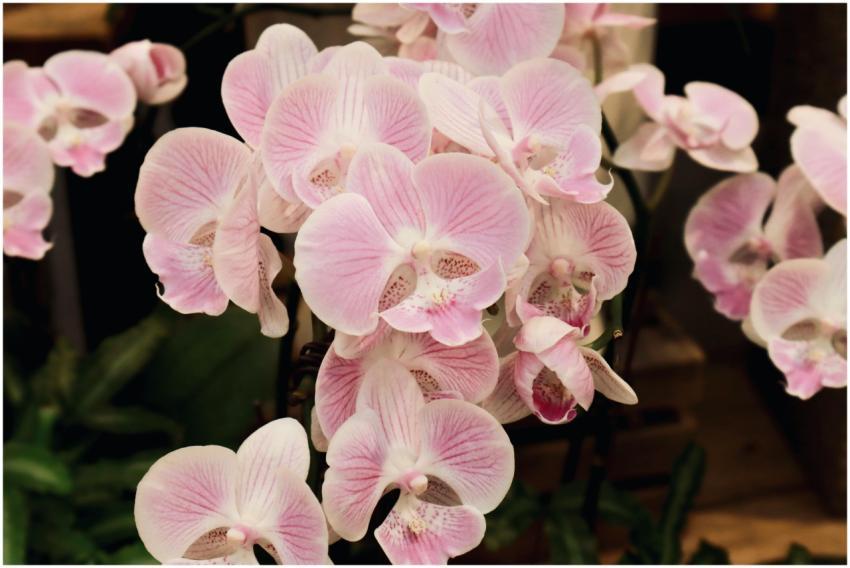 A beautiful cluster of pink phalaenopsis orchids s