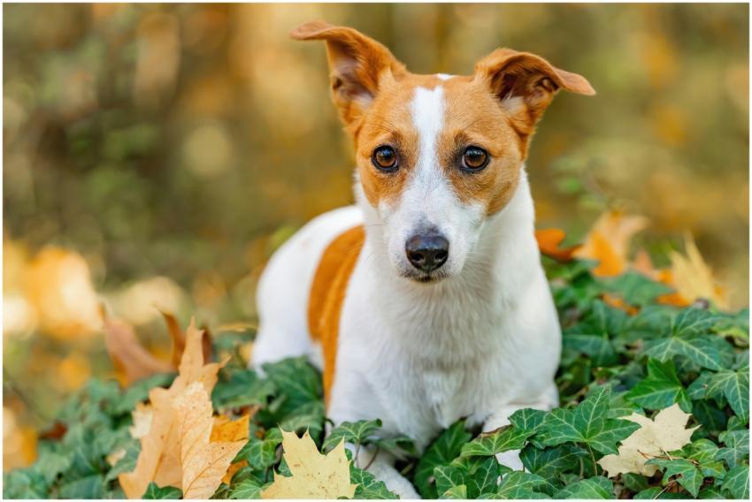 Adorable Jack Russell Terrier sitting amidst color