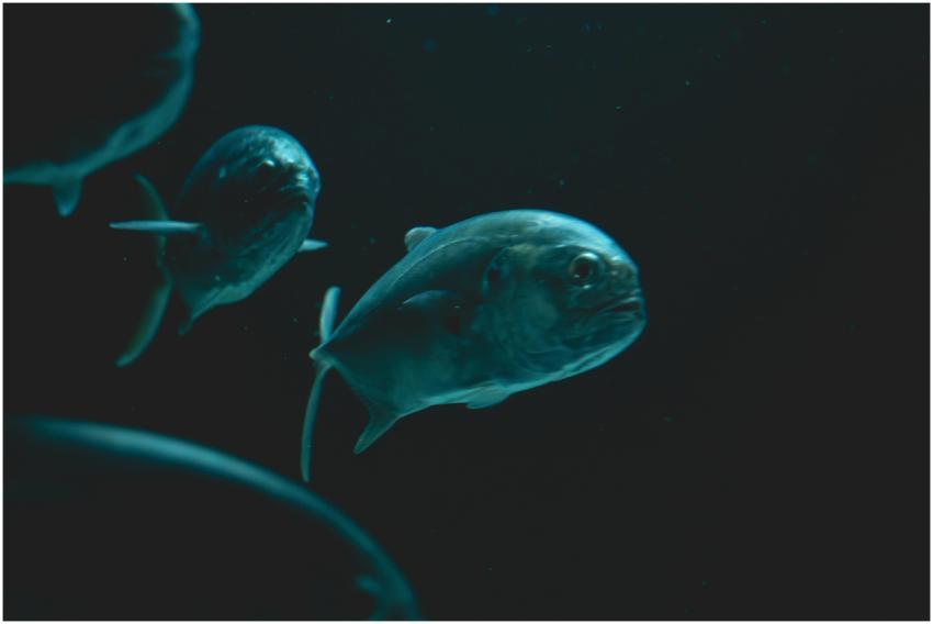 Intriguing underwater scene featuring fish swimmin