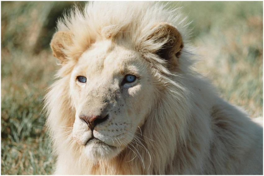 Close-up of a majestic white lion with striking bl