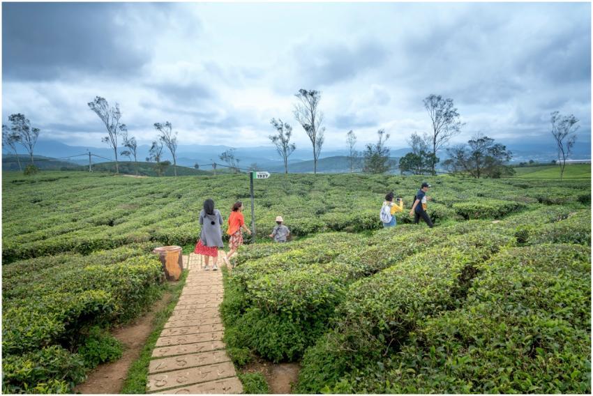 Group exploring a lush tea plantation under cloudy
