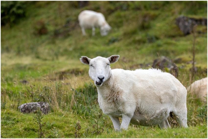 A peaceful sheep grazing in the lush greenery of t