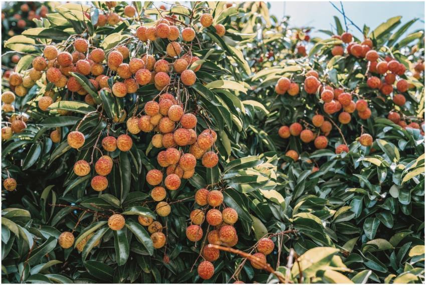 Vibrant lychee tree laden with ripe fruits under t