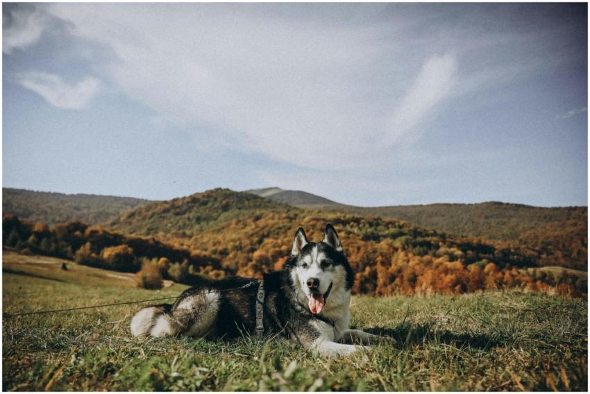 A Siberian Husky lies on grassy field with scenic