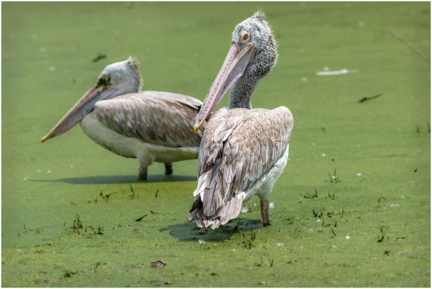 Two spot-billed pelicans relaxing on green algae-c