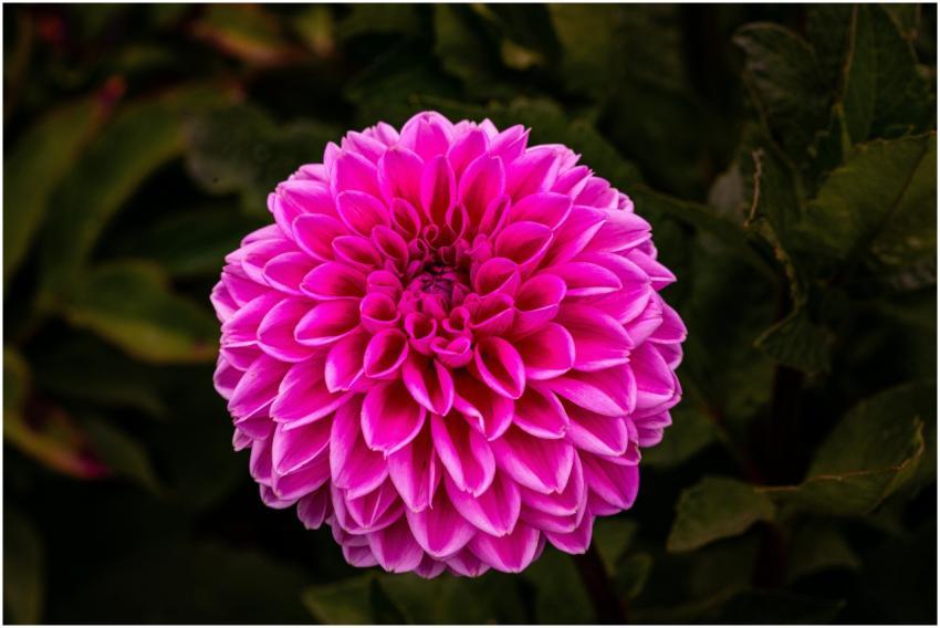 Stunning close-up of a vibrant pink dahlia flower