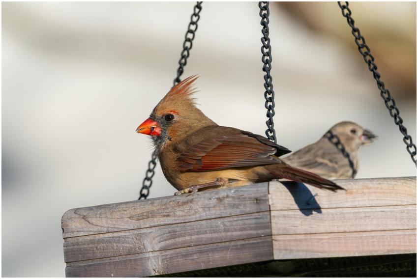 Free stock photo of cardinalis cardinalis, finch,