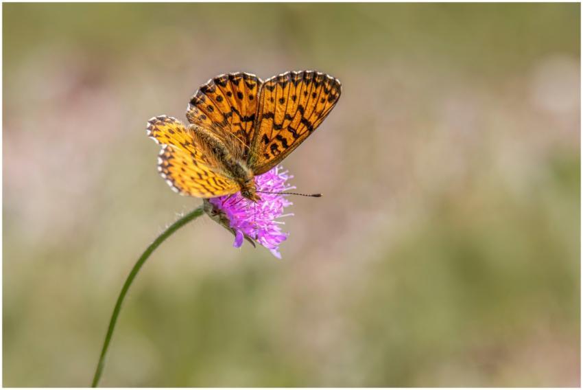 A bright orange butterfly perches on a vibrant pur