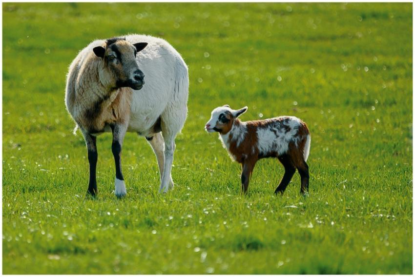 A sheep and lamb standing together on a vibrant gr