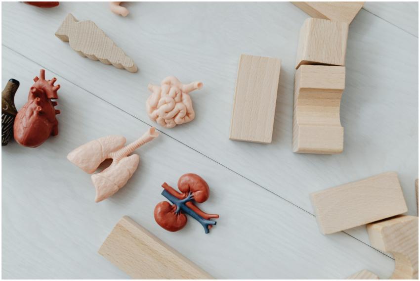 Close-up of educational anatomy toys and wooden bl