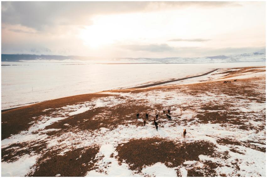 Aerial view of horses grazing on a snowy field in