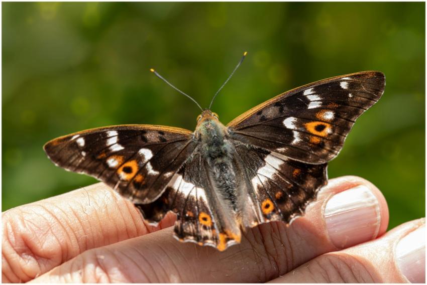 A vibrant butterfly with open wings perched on a p