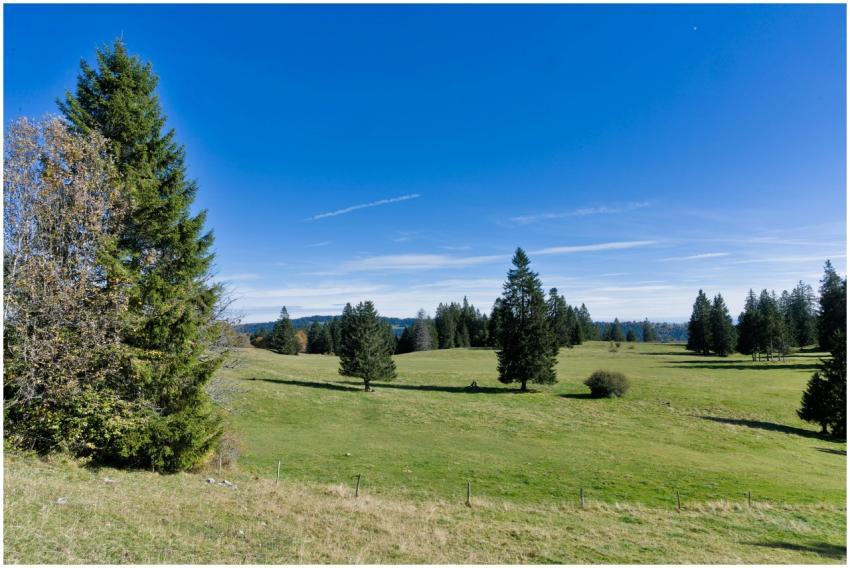 Beautiful rural landscape with evergreen trees und