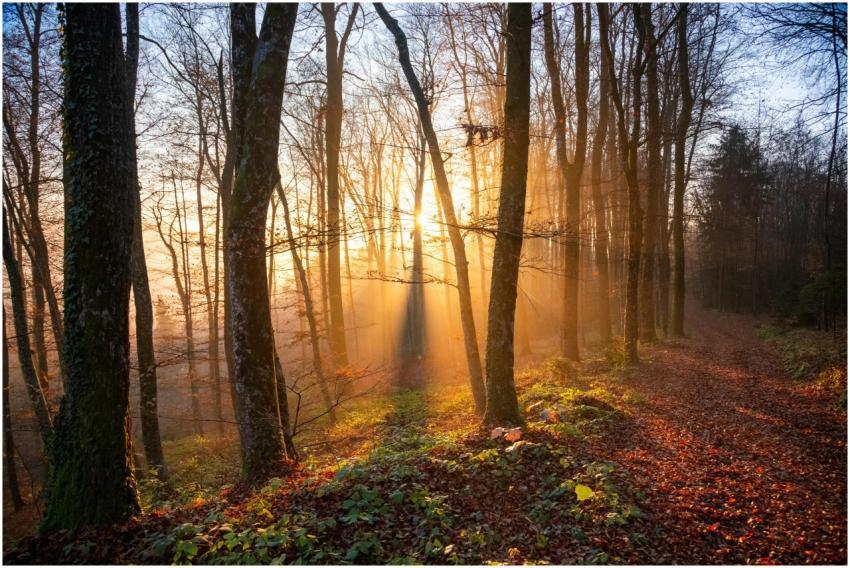 Free stock photo of atmospheric, autumn, environme