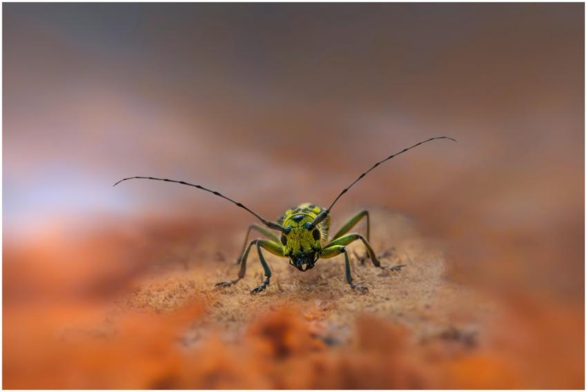 Detailed macro photo of a yellow-green beetle with