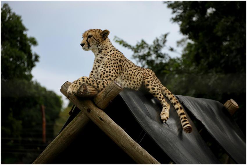 Free stock photo of animals, cheetah, dots