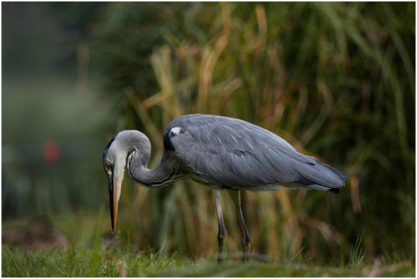 Close-up of a grey heron amidst lush greenery in T