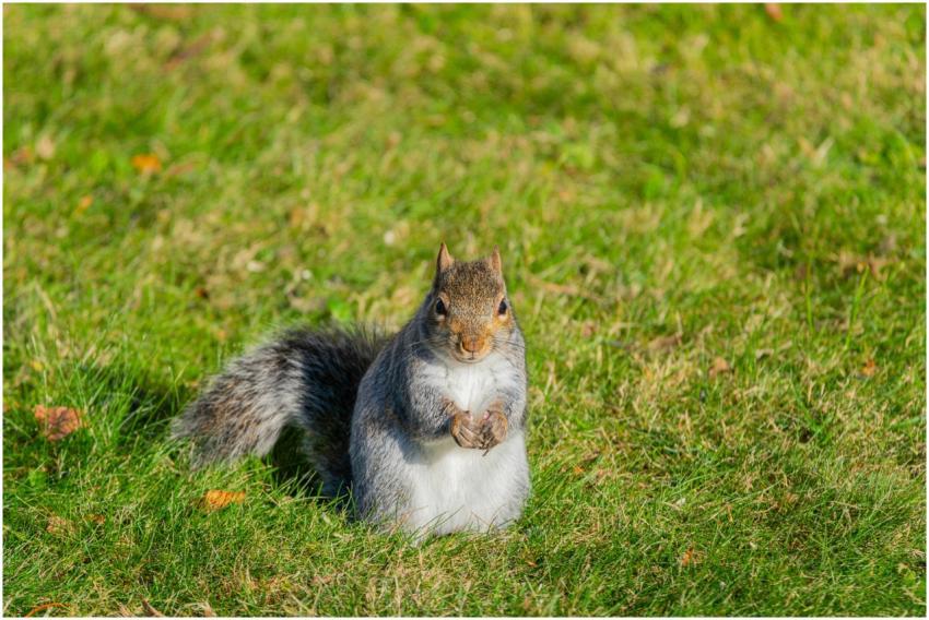 Free stock photo of cardinalis cardinalis, finch,