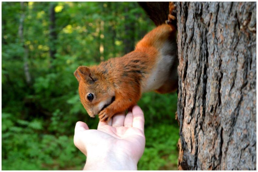 A curious squirrel interacts with a hand in a lush