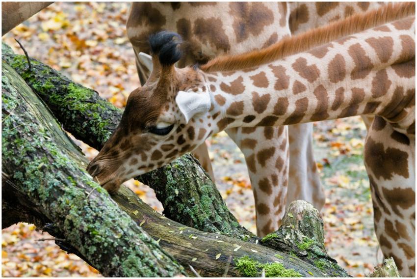 A baby giraffe feeding on tree bark in an outdoor