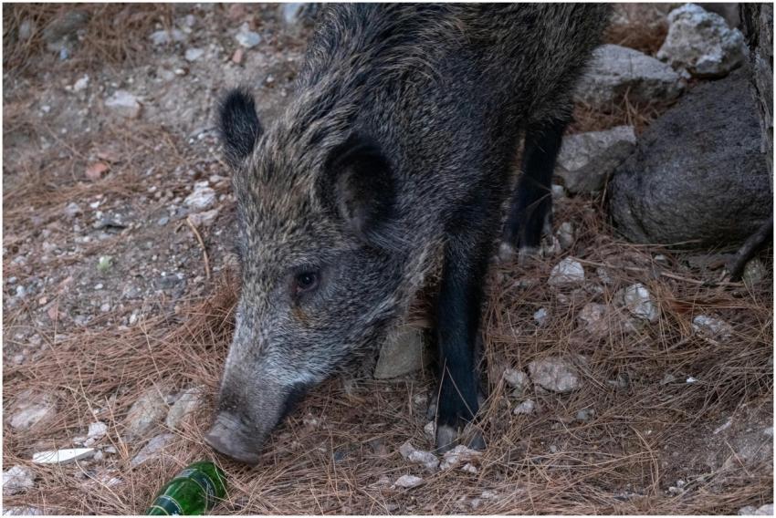 Close-up of a wild boar exploring the forest floor