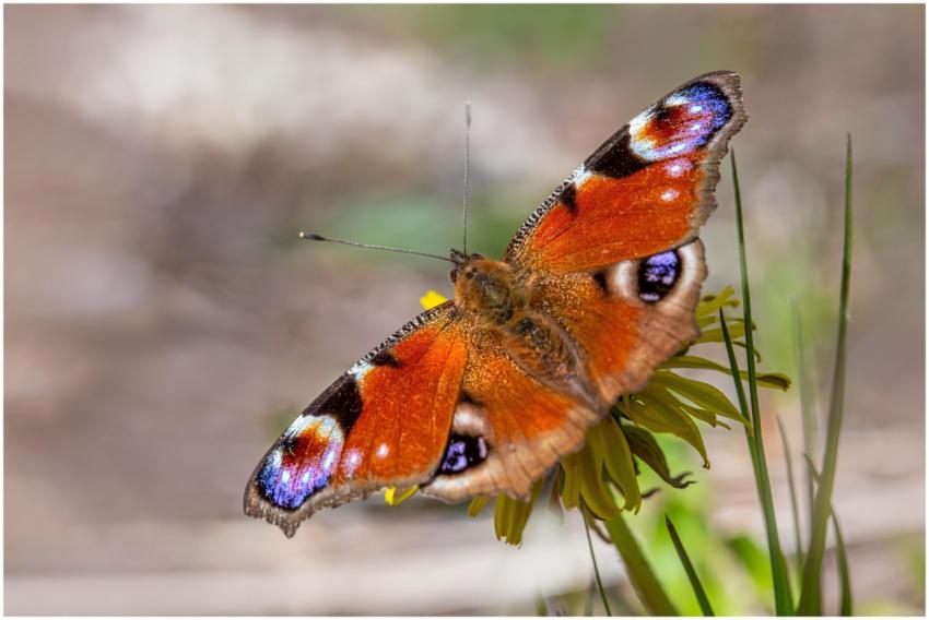 A vibrant orange peacock butterfly perched on a ye