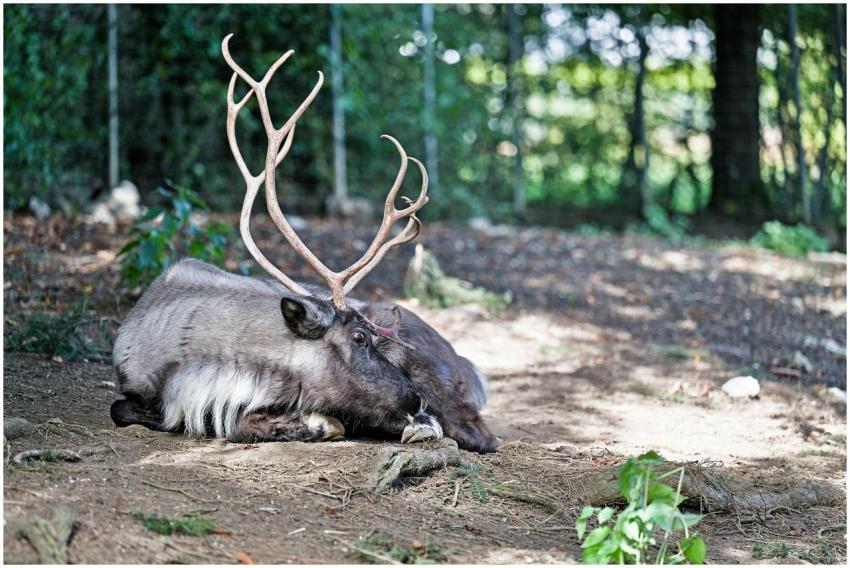 Calm reindeer lying on forest ground with lush gre