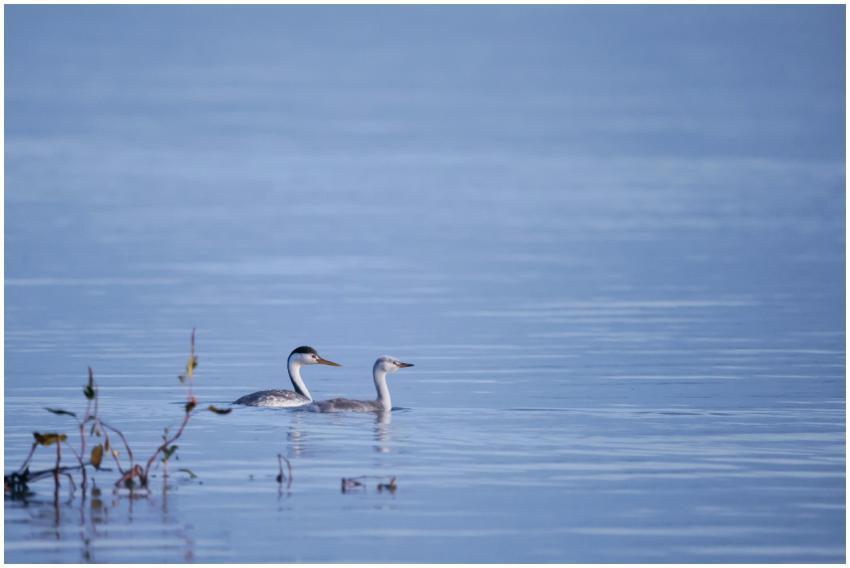 A pair of Western Grebes swimming on a calm lake,
