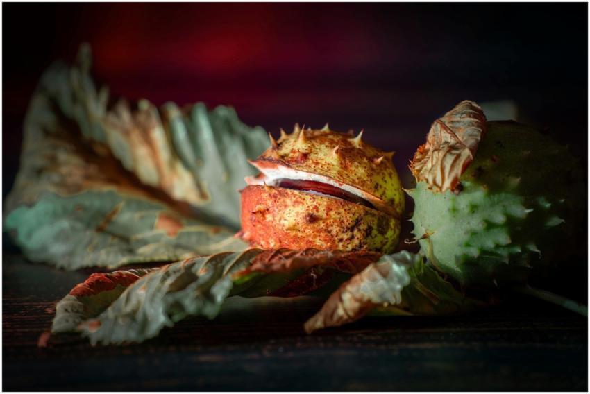 A detailed view of a chestnut and autumn leaves on