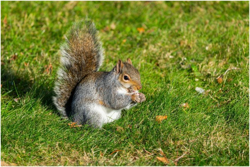 Close-up of a gray squirrel eating on a grassy law
