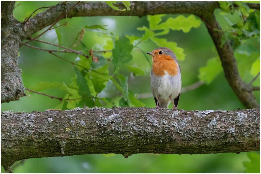 A beautiful European Robin on a tree branch amidst