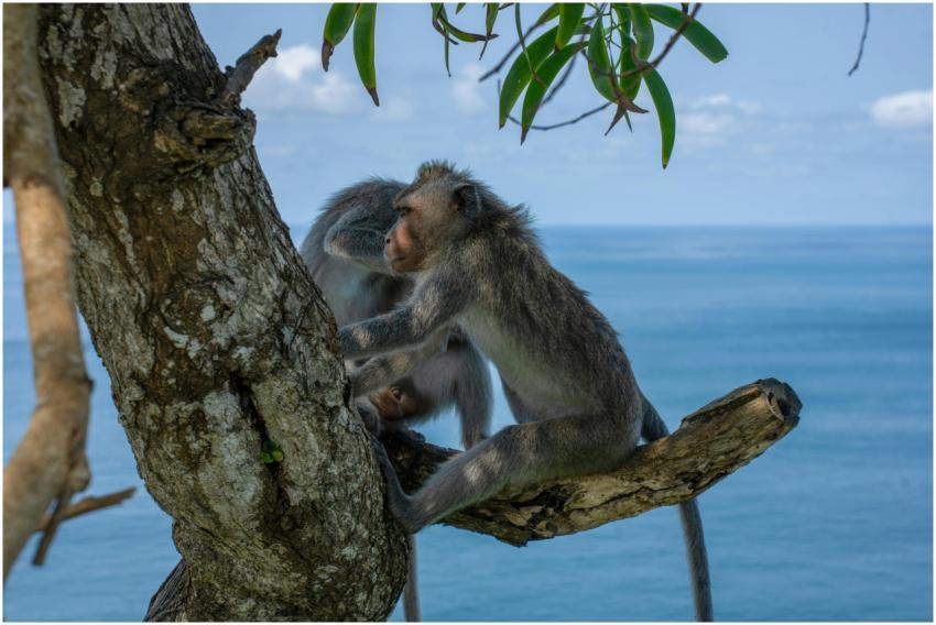 Wild Monkeys Bali Perched