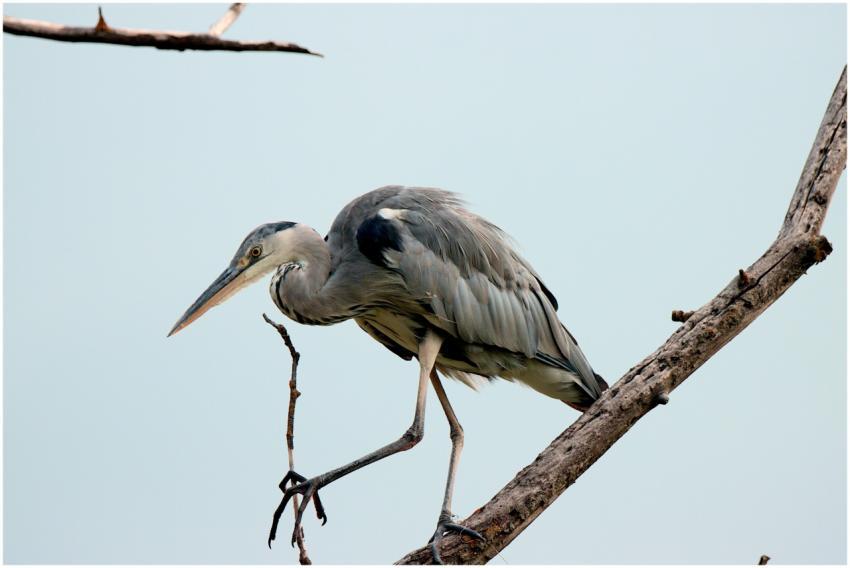 Close-up of a heron perched on a branch, showcasin