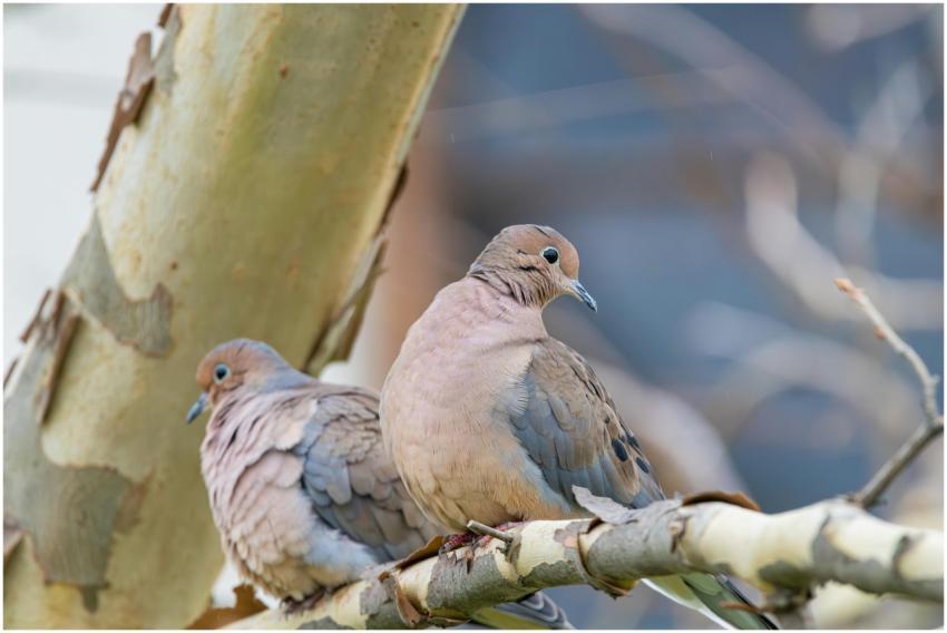 Free stock photo of cardinal, dove