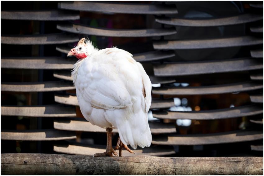 Albino guinea fowl standing on a log with a unique