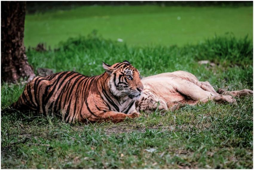 Bengal tiger resting in lush green setting, showca