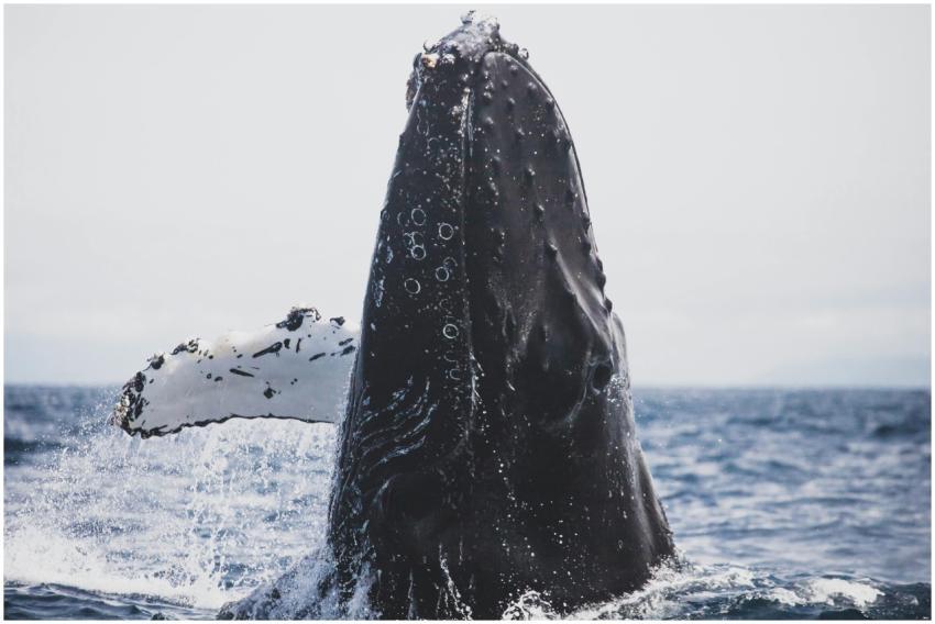 A stunning view of a humpback whale breaching in t
