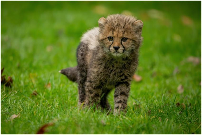 Cute baby cheetah cub exploring the grasslands, sh
