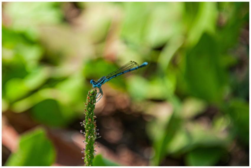 Vivid blue dragonfly perched on a plant in Marmari