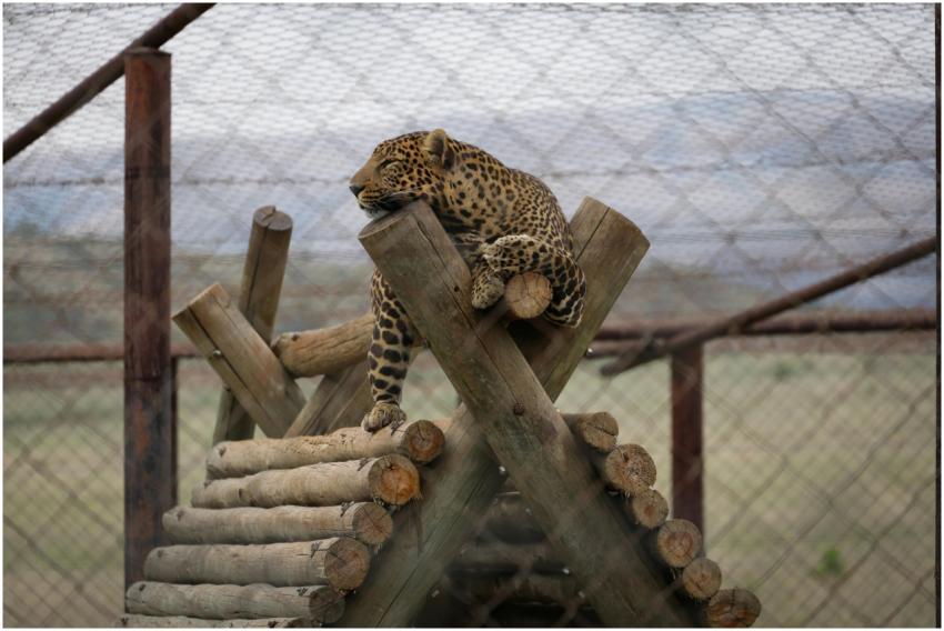 Free stock photo of animals, cheetah, dots