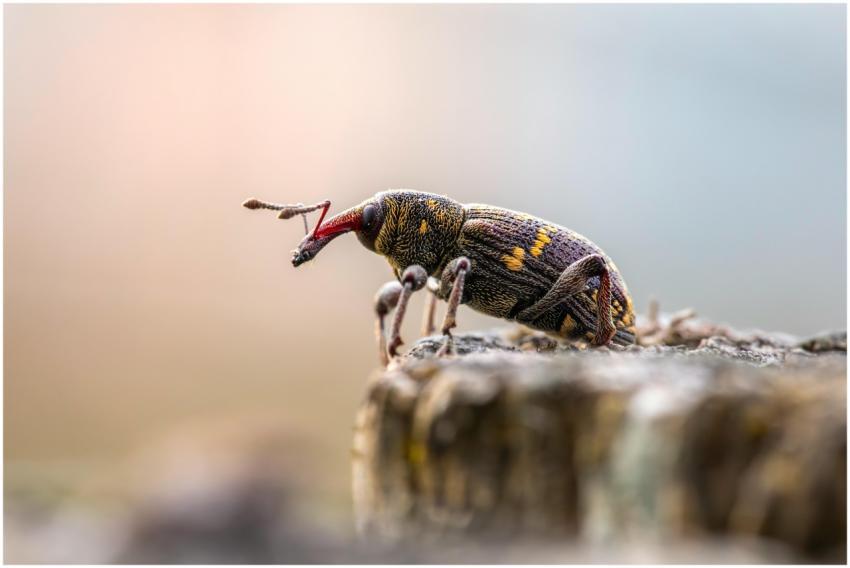 Close-up shot of a colorful snout beetle perched o
