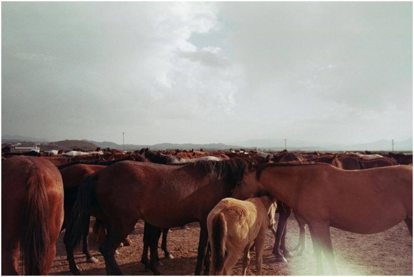 A vast herd of brown horses gathered on a vast pas