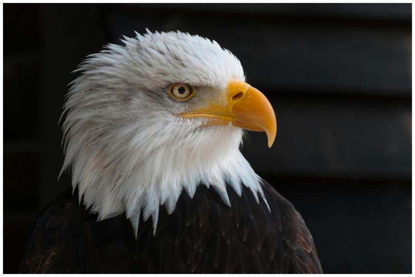 Detailed portrait of a bald eagle with striking pl