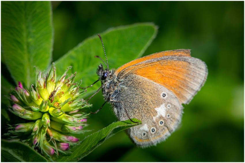 Detailed shot of a Chestnut Heath butterfly restin